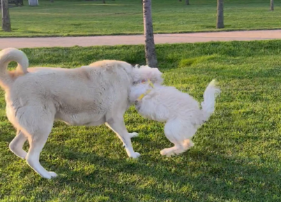 Ev Köpeği ile Kavga Eden Sokak köpeği